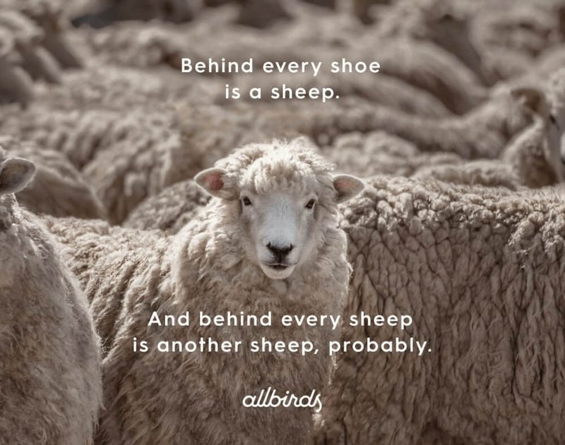 allbirds-ad-behind-every-show-there-is-a-sheep